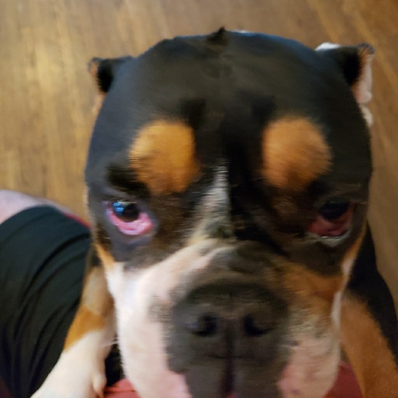 Meet your Posher, Paul - Picture 1 of 1